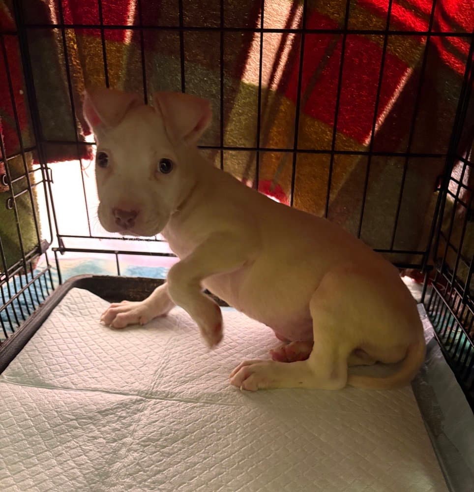 Bianca - Terrier
