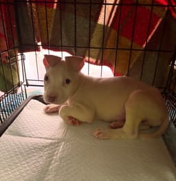 Bianca image 2