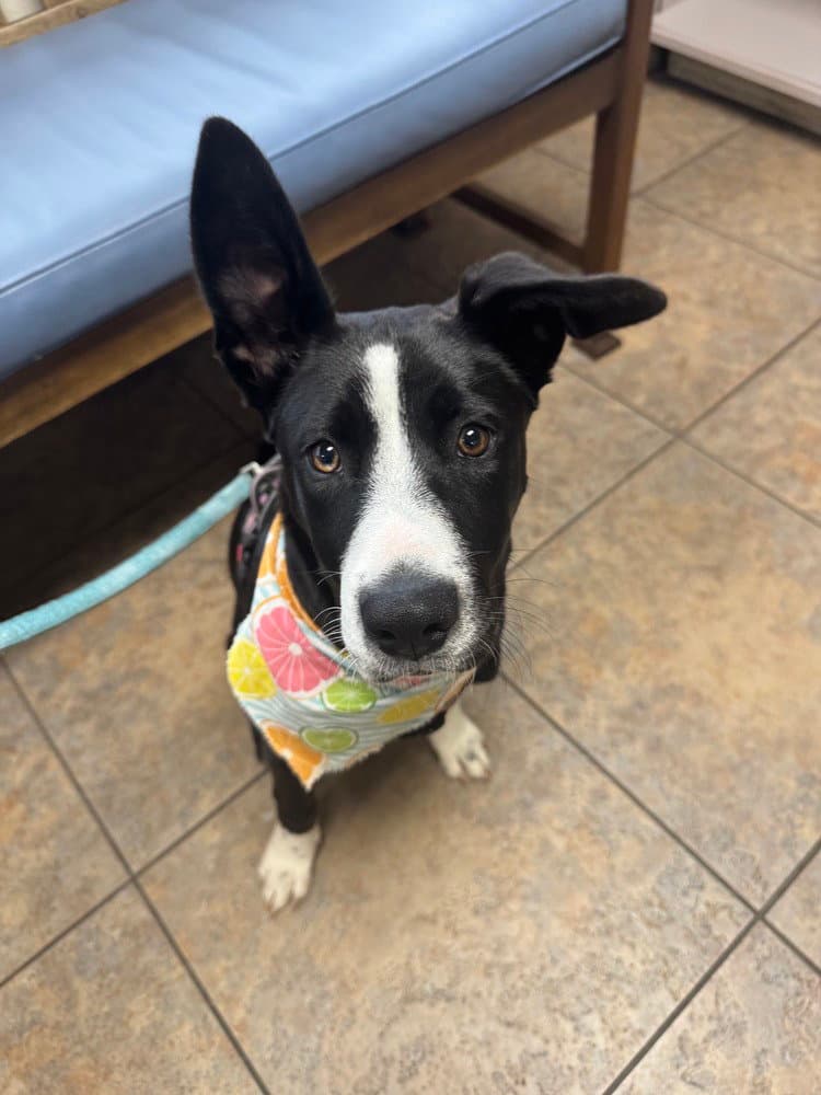 Roxy - Border Collie