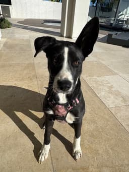 Roxy image 2