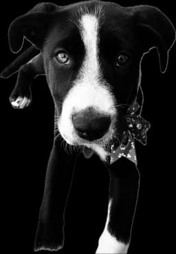 Roxy image 3