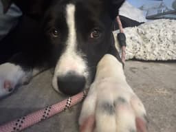Roxy image 4