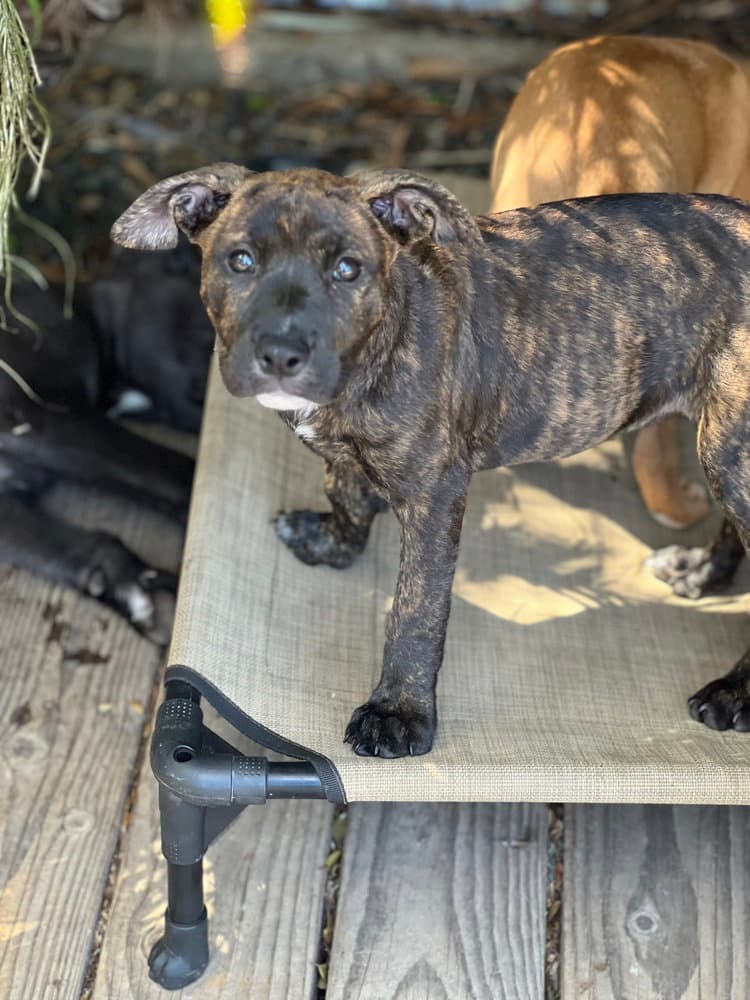 Maple - Boxer
