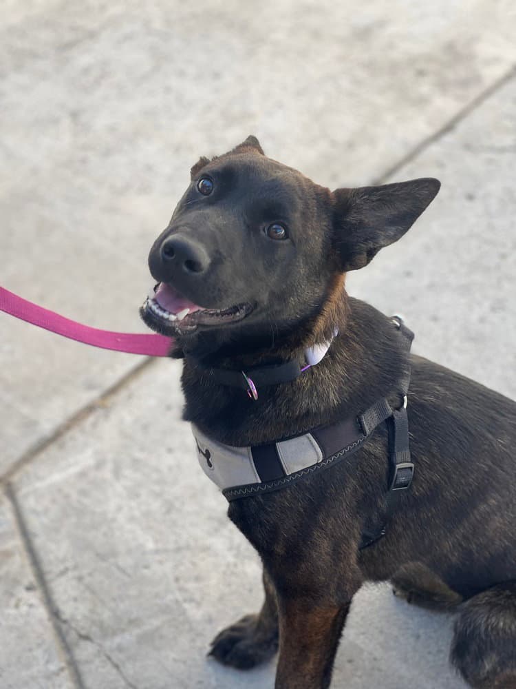 Ginger - Dutch Shepherd