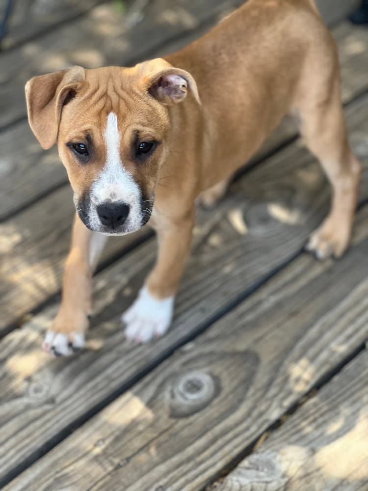 Aspen - Boxer