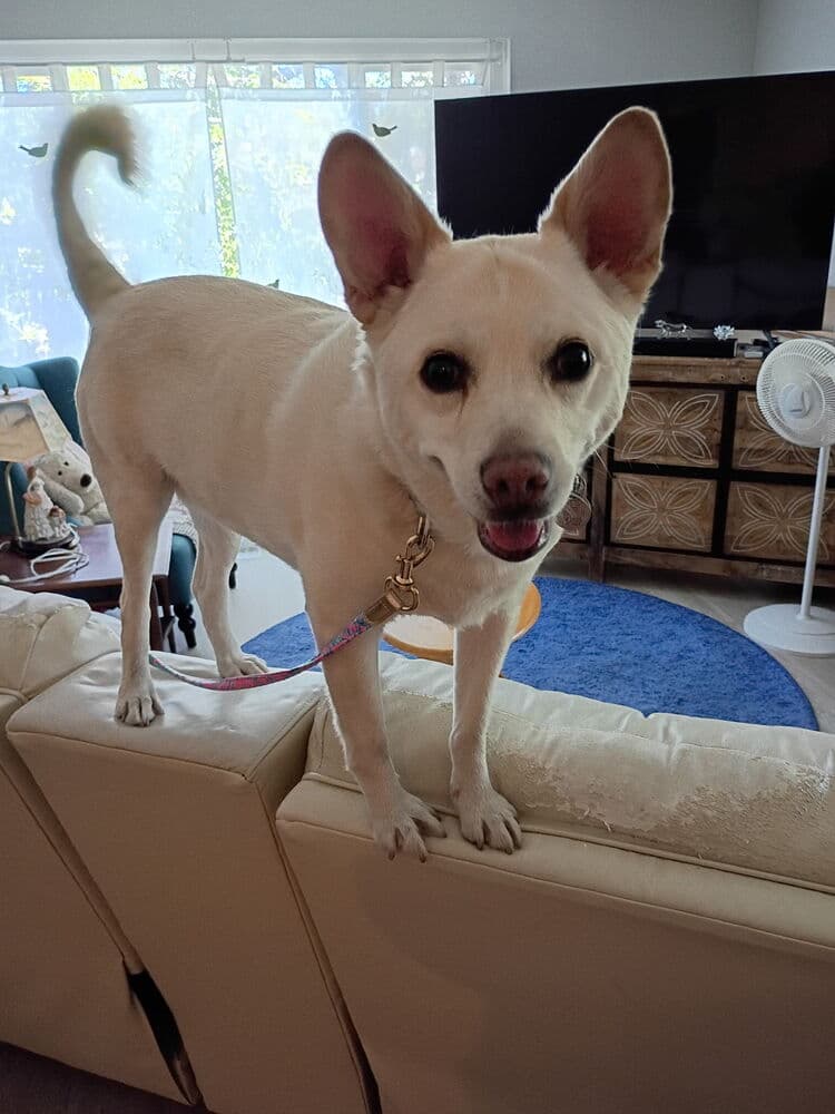 Ooyoo - Canaan Dog