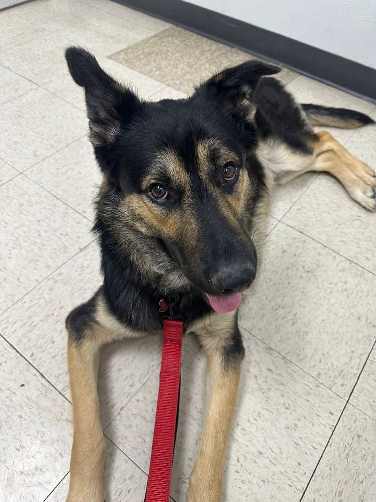 Rex - German Shepherd Dog