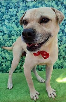 Gordy image 1