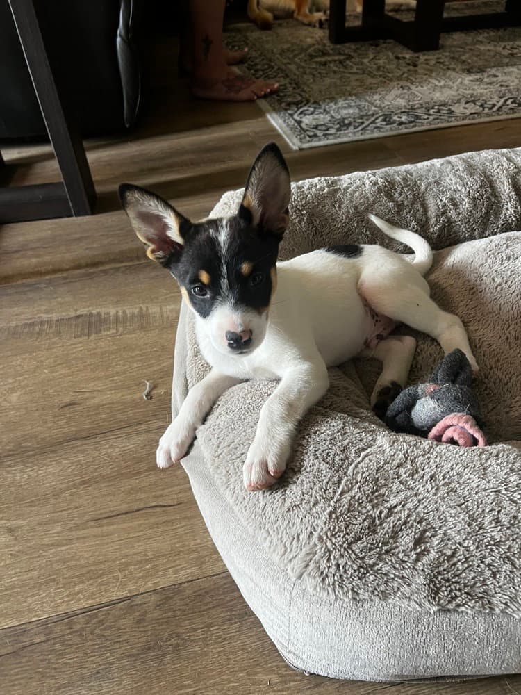 Kato - Cattle Dog