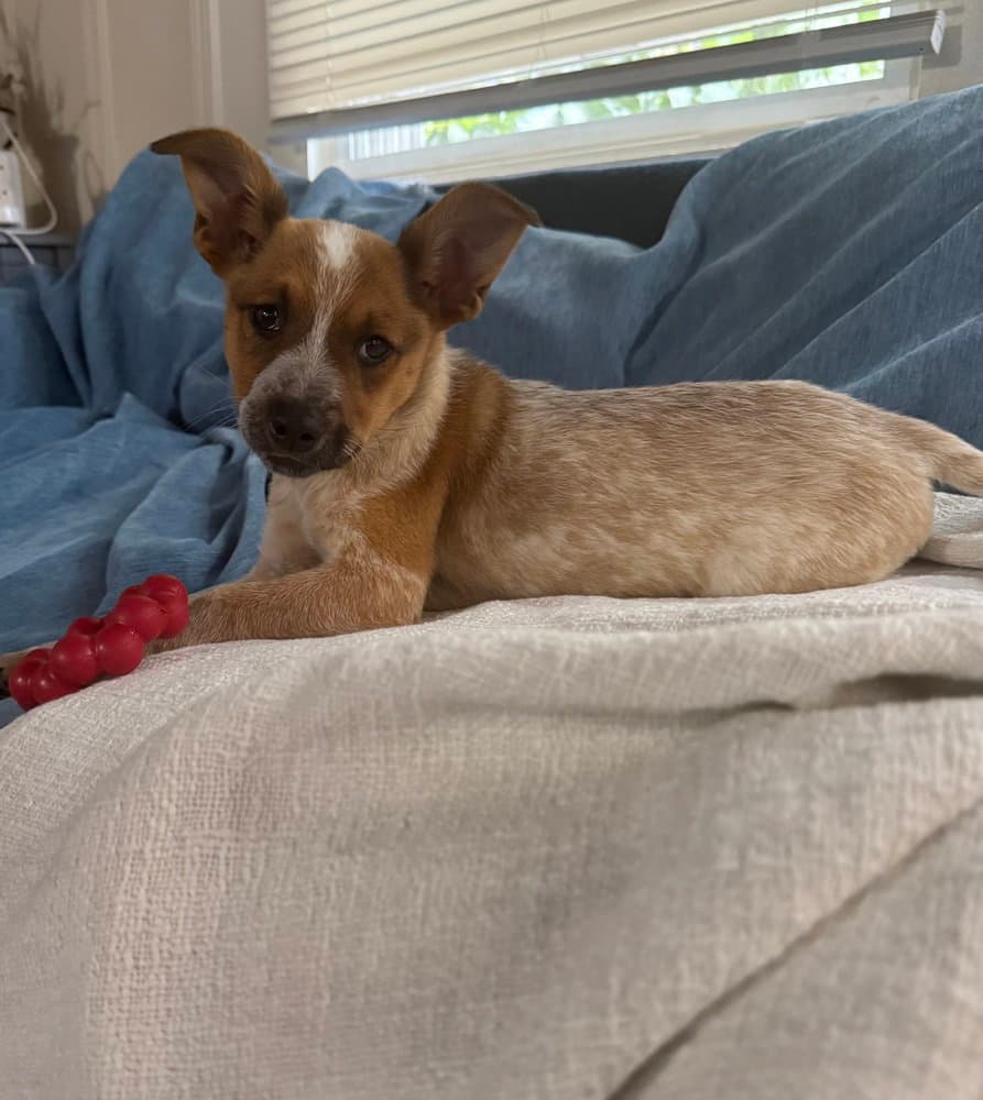 Kash - Cattle Dog