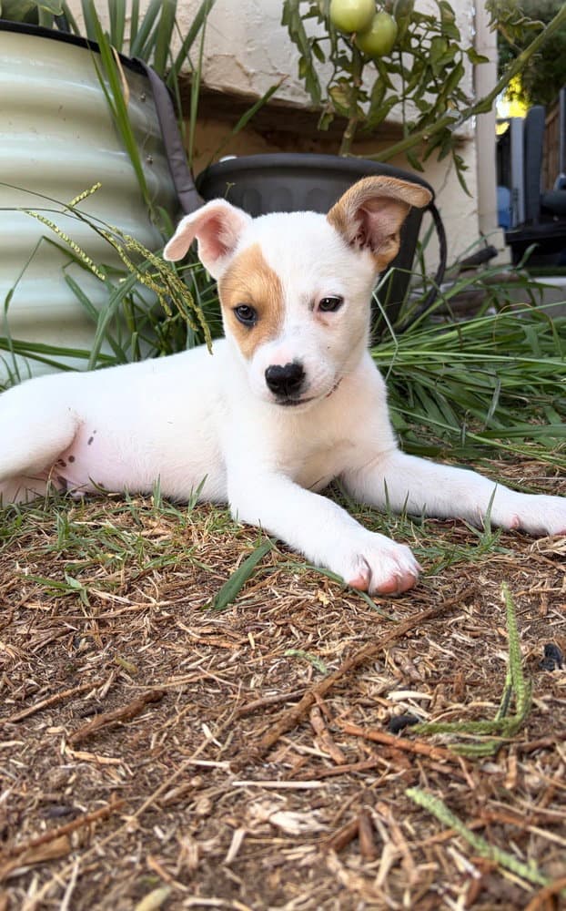 Kevin - Cattle Dog