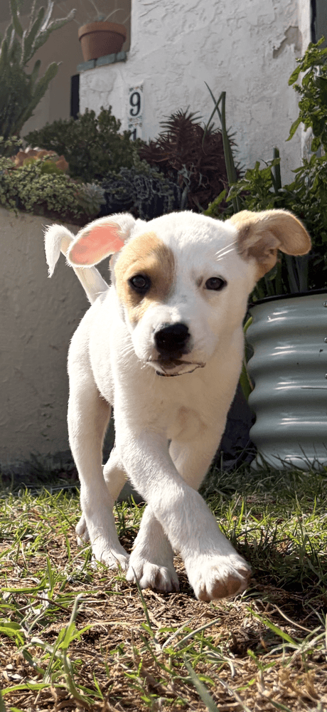 Kevin - Cattle Dog