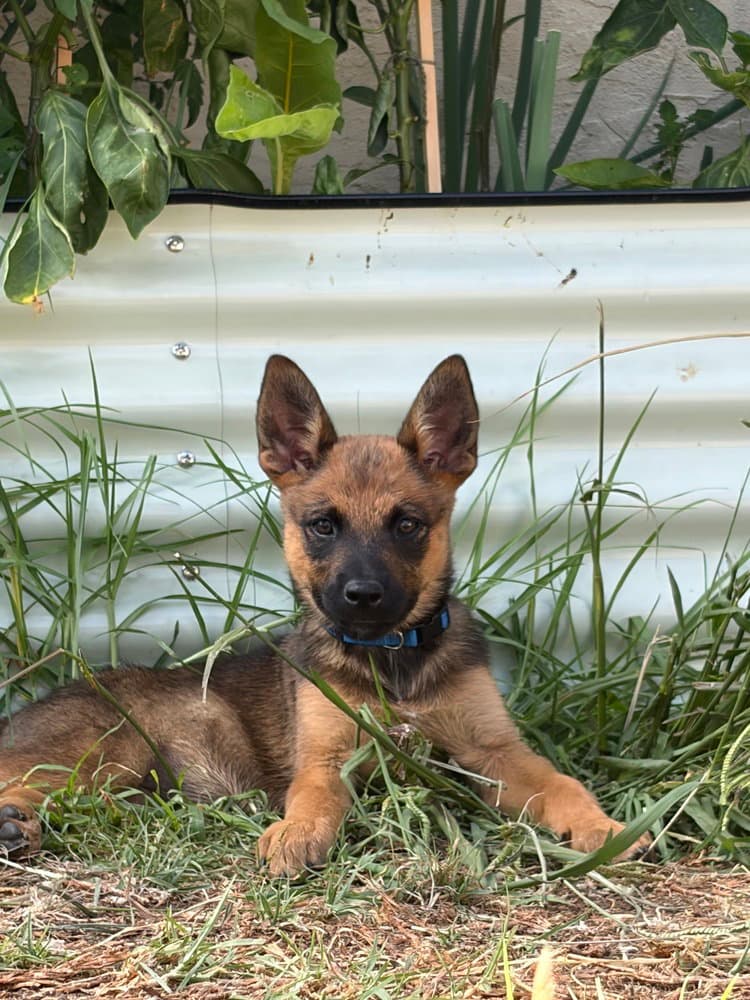 Kaia - Cattle Dog