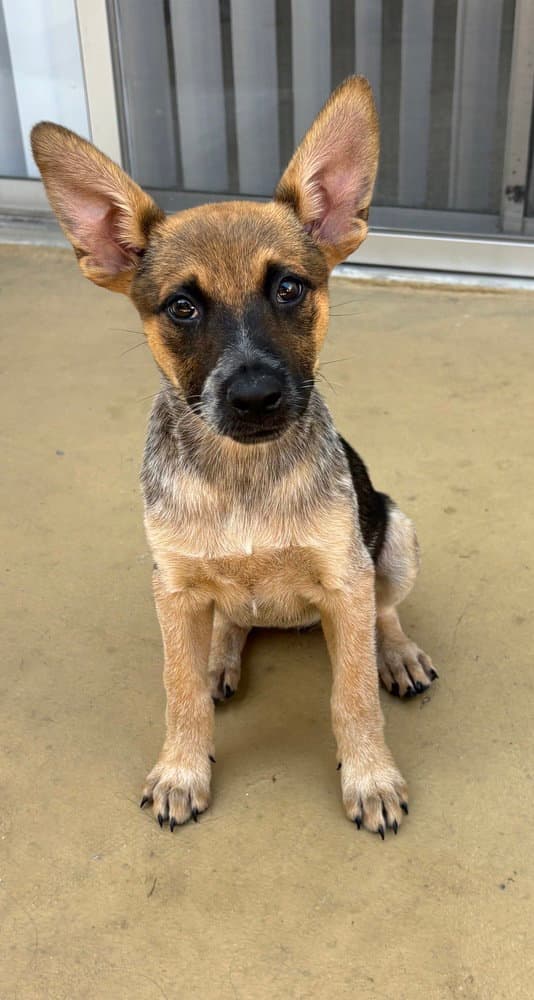 Kahlua - Cattle Dog