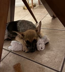 Kahlua image 4
