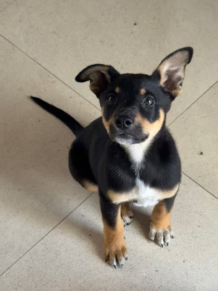 Koa - Cattle Dog
