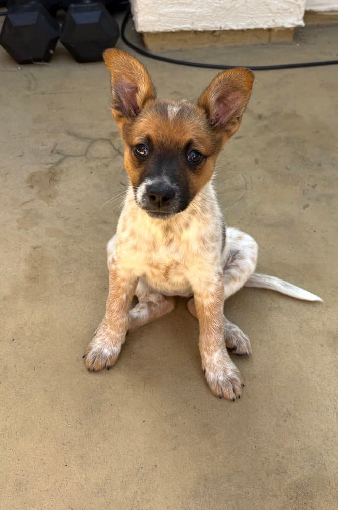 Kiwi - Cattle Dog