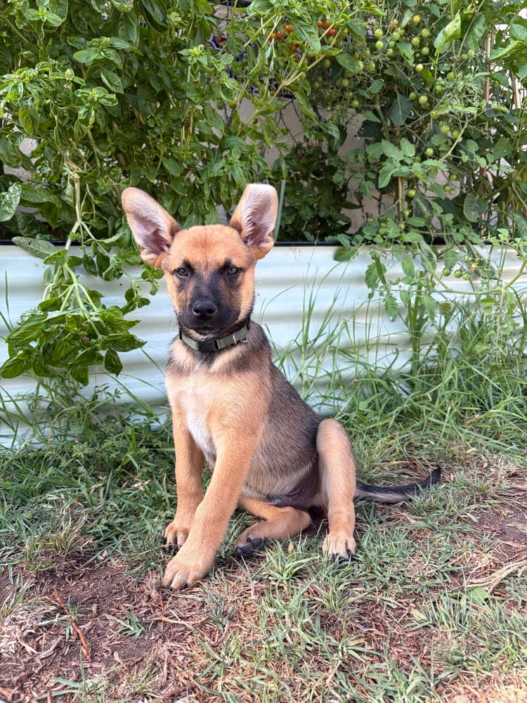 Kody - Cattle Dog