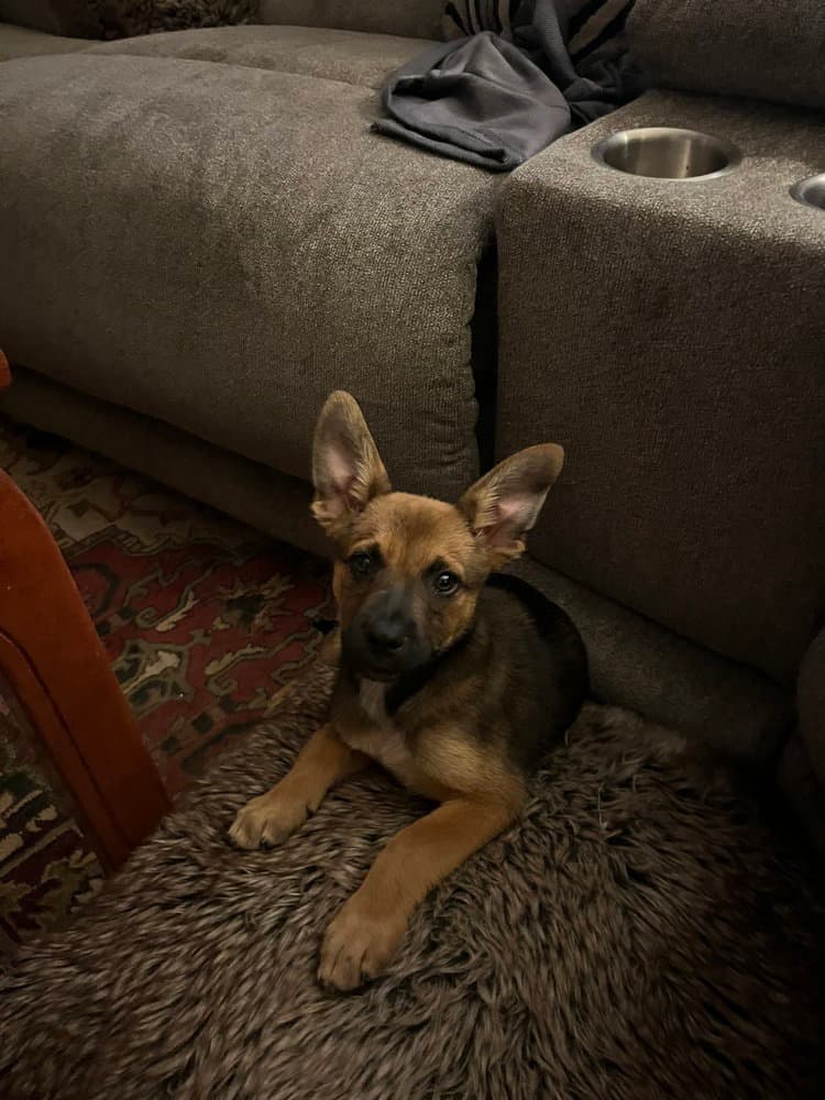 Keenan - Australian Cattle Dog/Blue Heeler