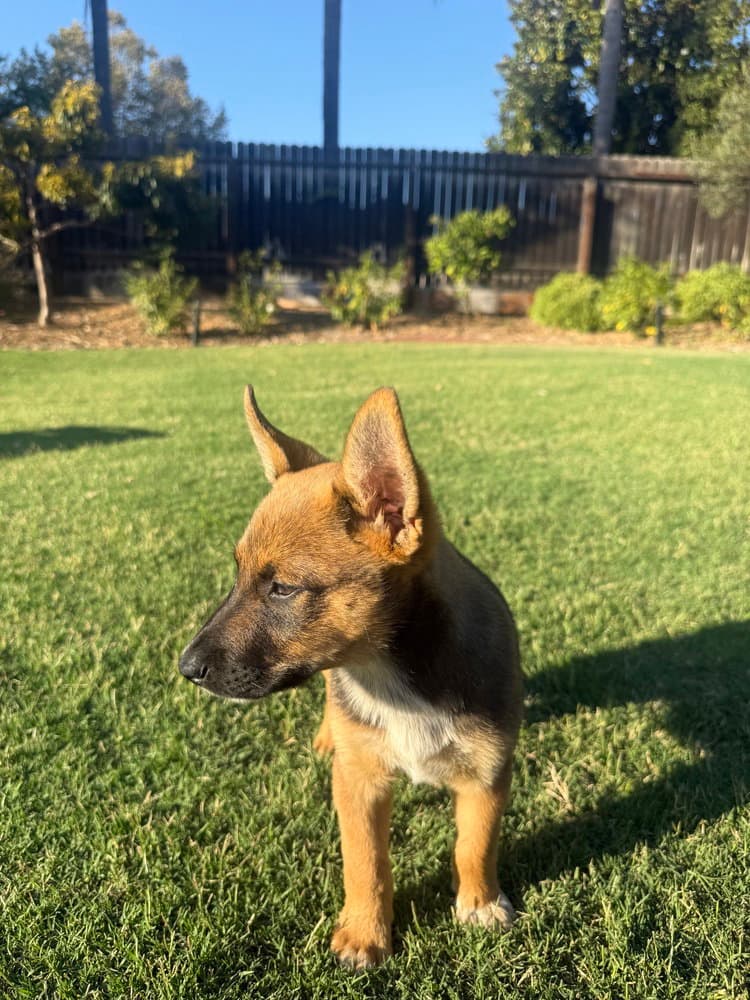 Kooper - Australian Cattle Dog/Blue Heeler