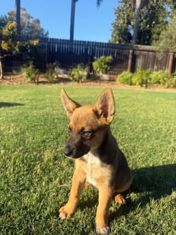 Kooper image 2