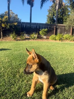 Kooper image 3