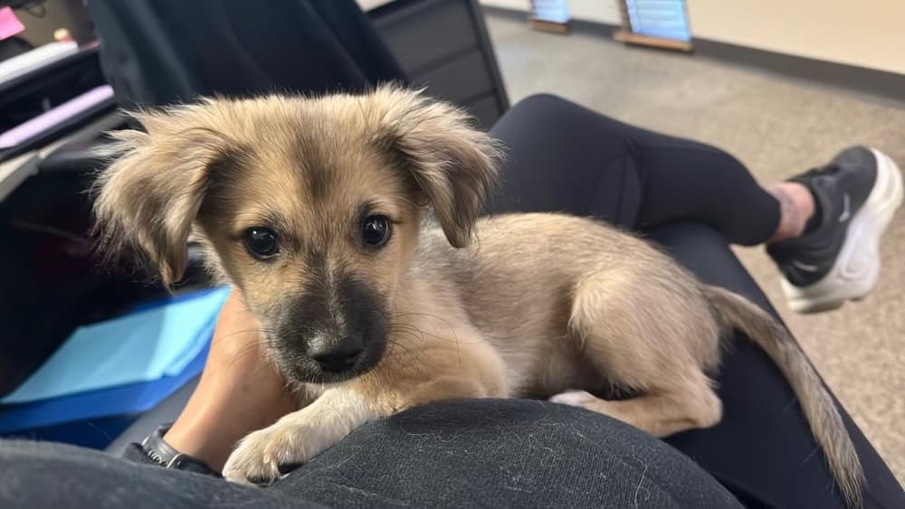 Waffles - Dachshund