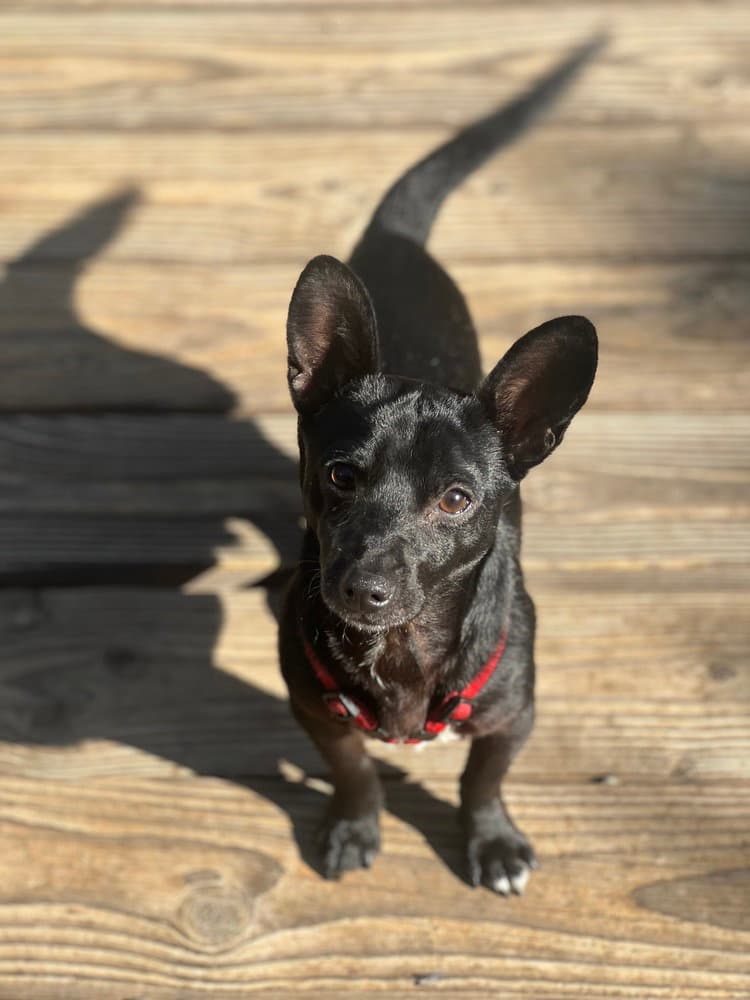 Jesse - Chihuahua