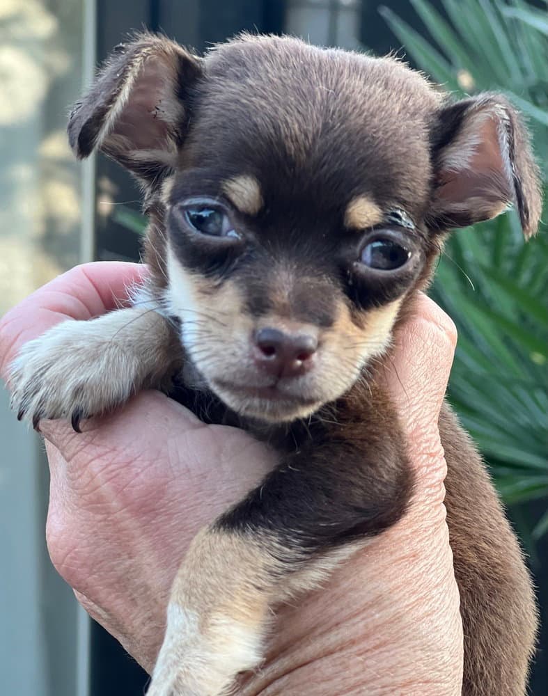 Ember - Chihuahua