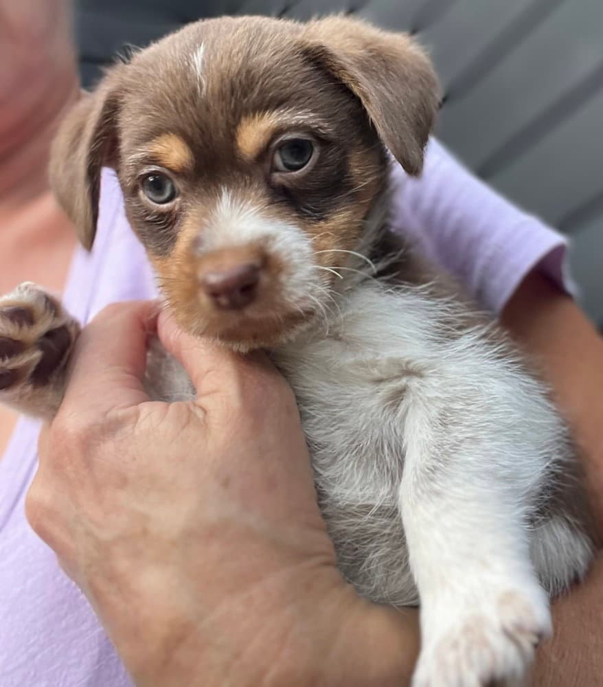 Tater - Terrier