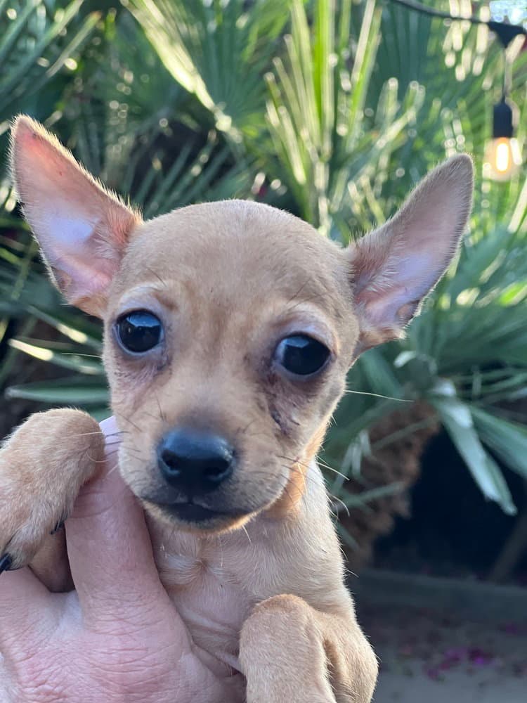 Scotty - Chihuahua