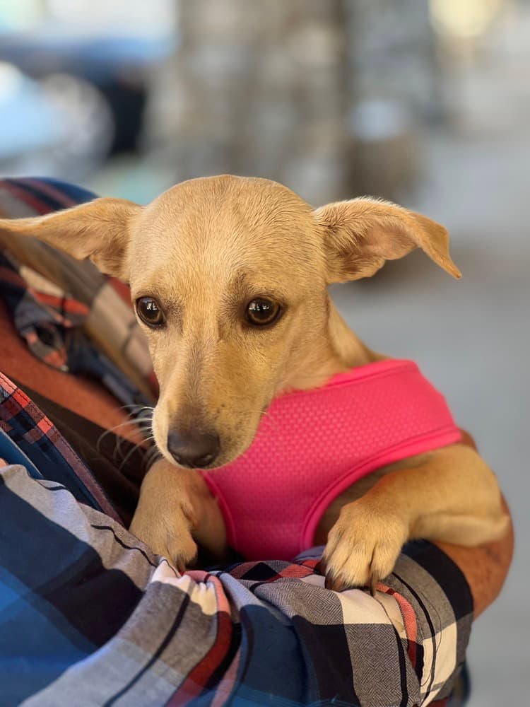 Sara - Chihuahua