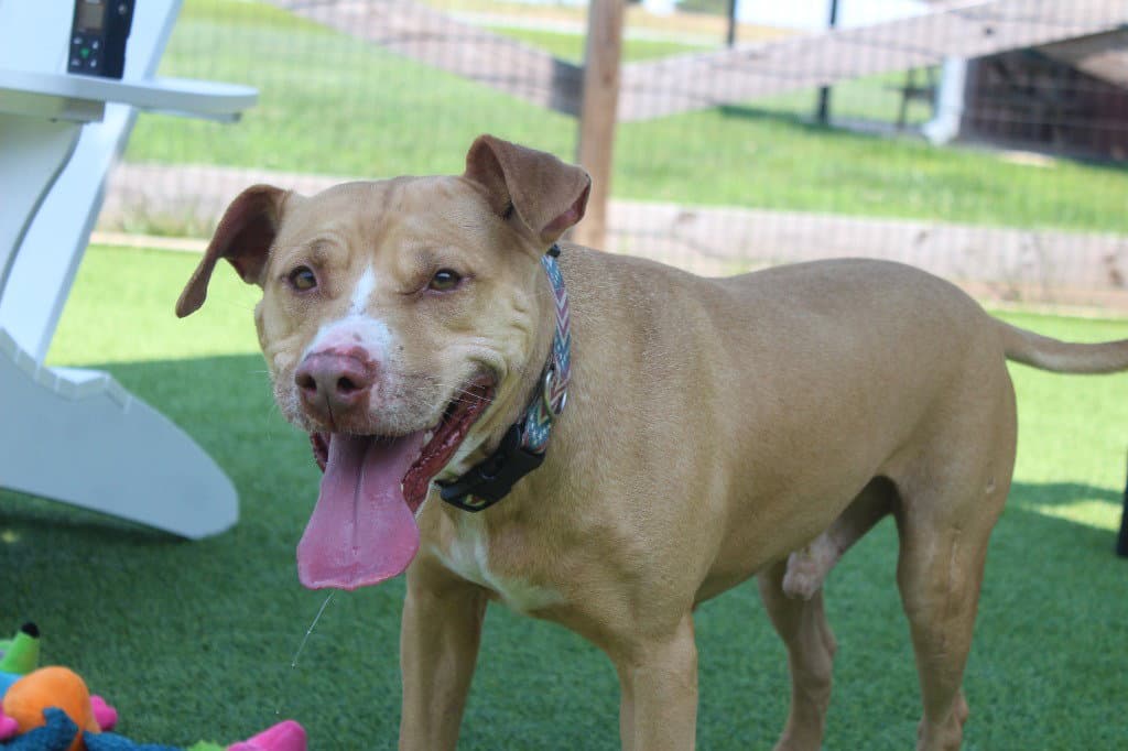 Oatie - Pit Bull Terrier