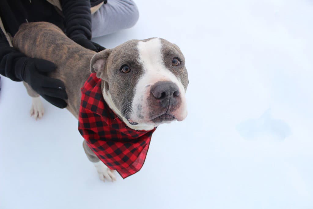 Chubbs - Pit Bull Terrier