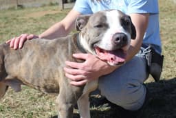 Chubbs image 3