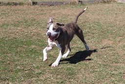 Chubbs image 4