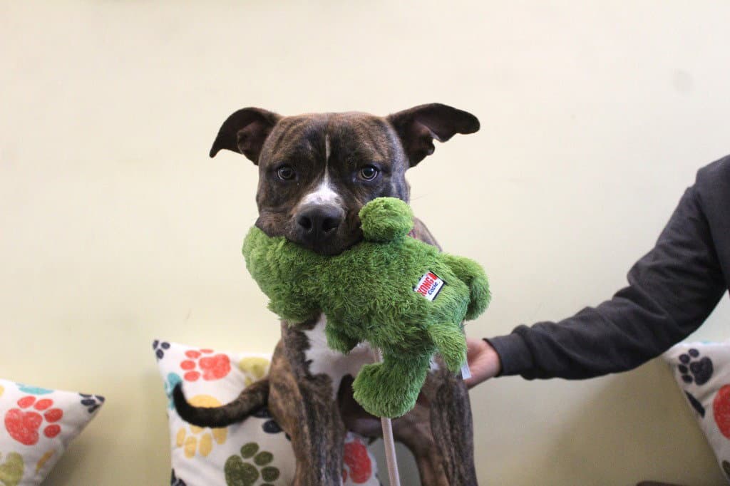 Hulk - Pit Bull Terrier