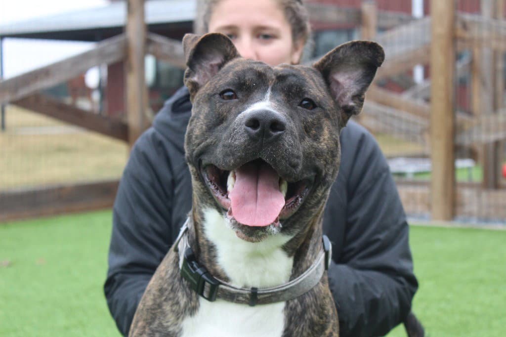 Scoobert - Pit Bull Terrier