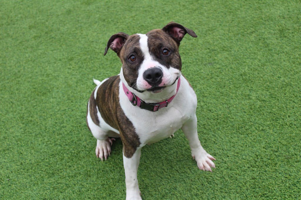 Holstein - Pit Bull Terrier