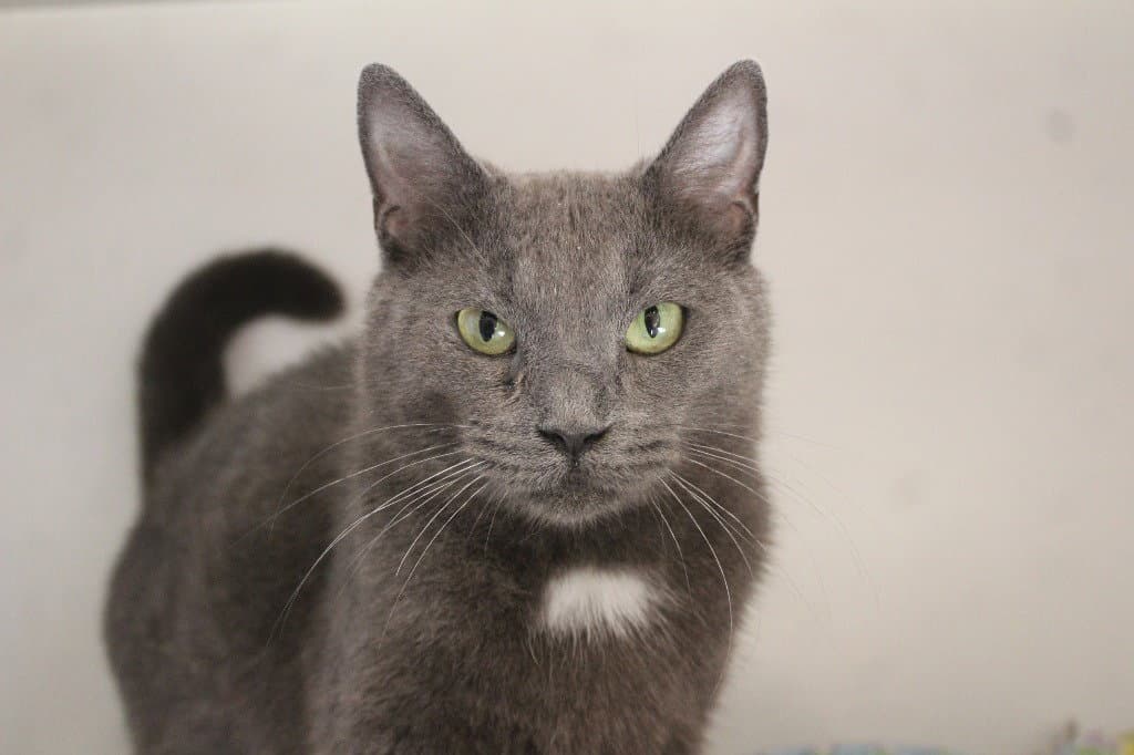 Pirouline - Domestic Short Hair