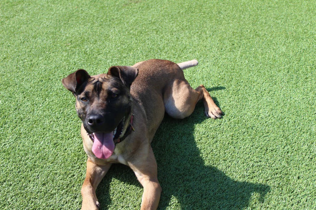 Sage - Belgian Shepherd Malinois