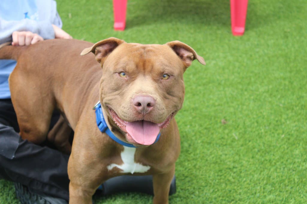 Ford - Pit Bull Terrier
