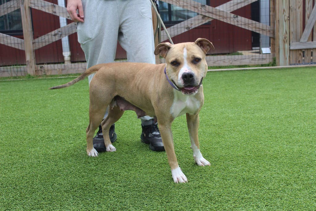 Sugar - Pit Bull Terrier