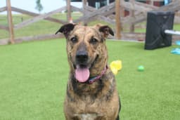 Riley image 4
