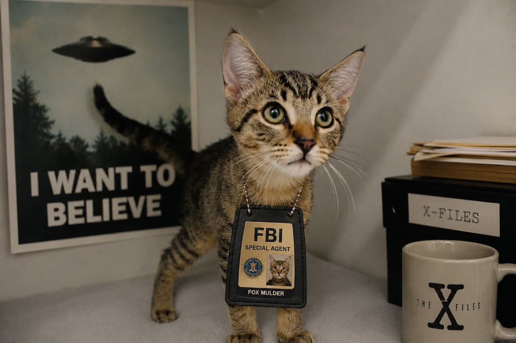 Fox Mulder - Domestic Short Hair