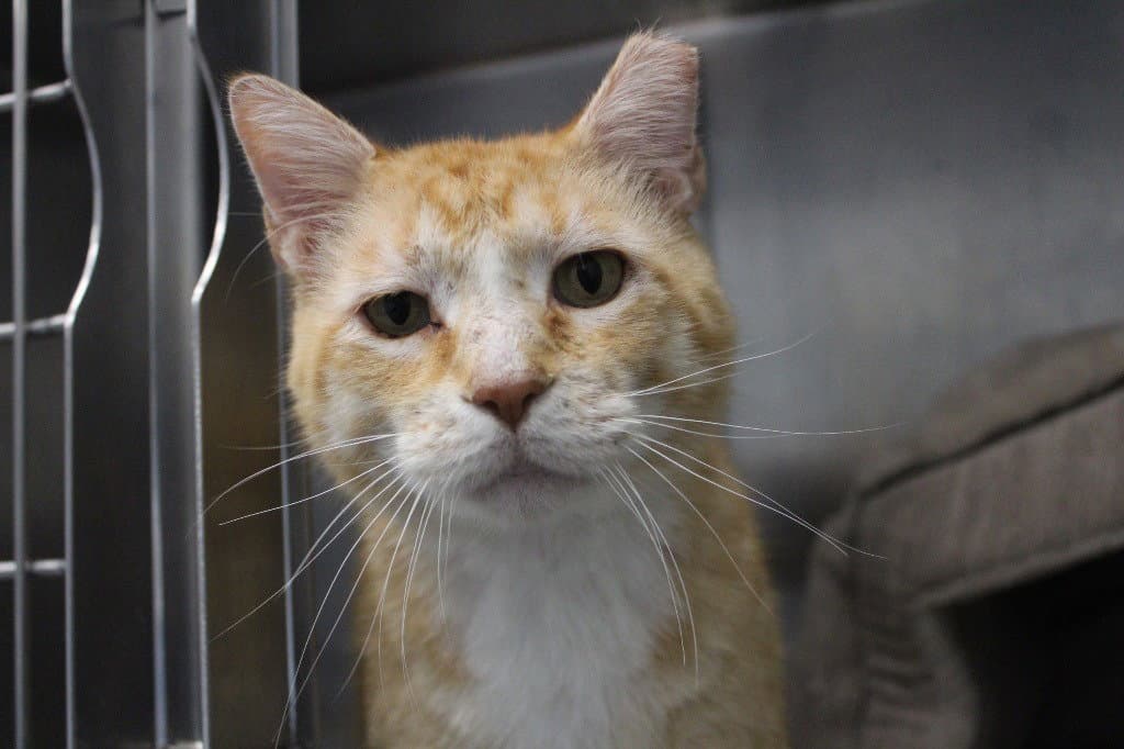 Bubble Boy - Domestic Short Hair