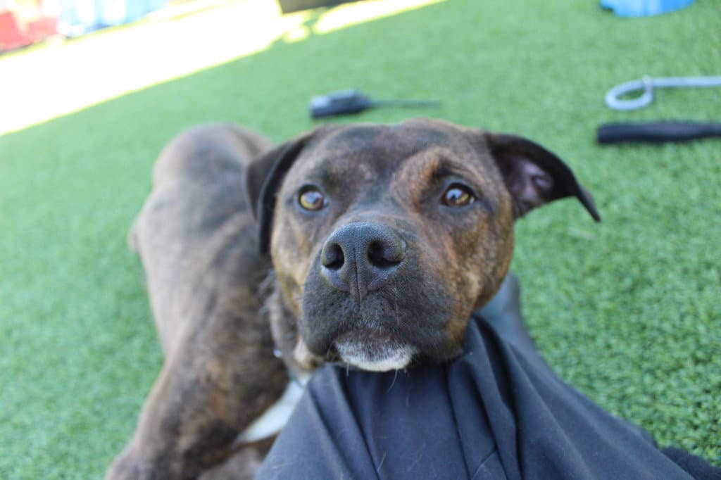 Knox - Pit Bull Terrier