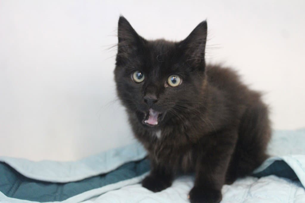 Treble - Domestic Medium Hair
