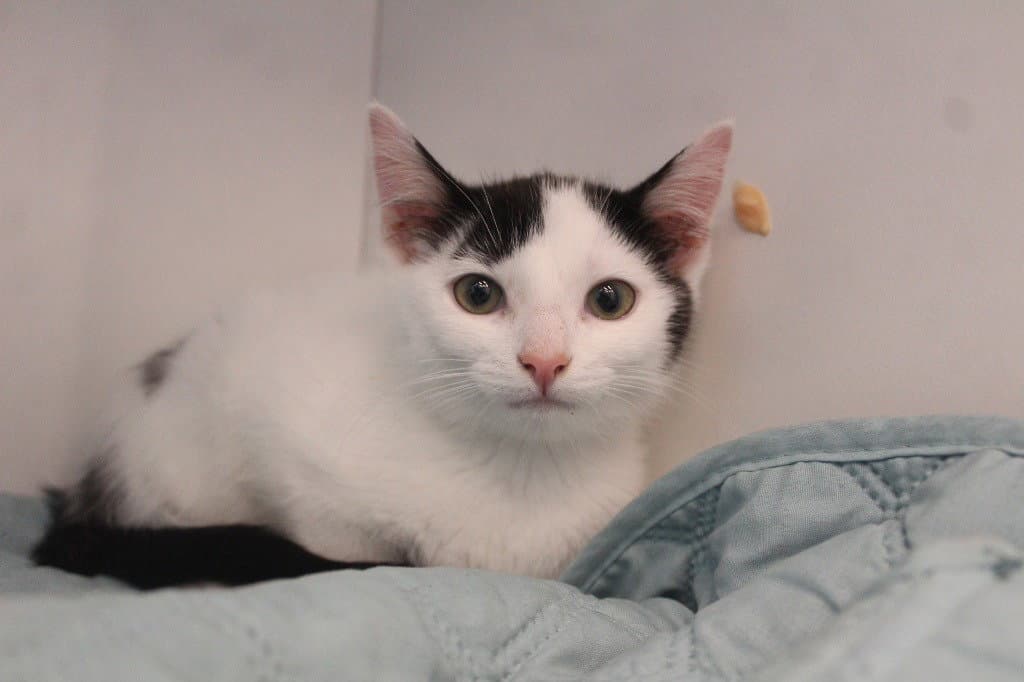 Big Jet - Domestic Short Hair