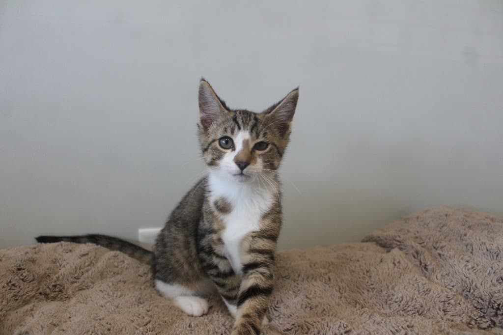 Thwam - Domestic Short Hair